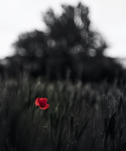 2023-05-03/olilignan
olilignan [Flore et Botanique]
