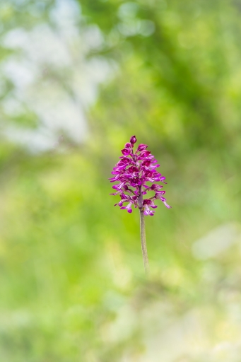 2023-05-13/Opus21
Opus21 [Flore et Botanique]
