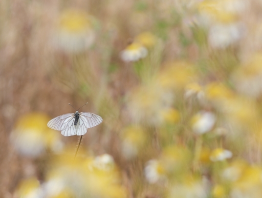 2023-05-17/ olilignan
olilignan [Macro et proxiphotographie nature]
