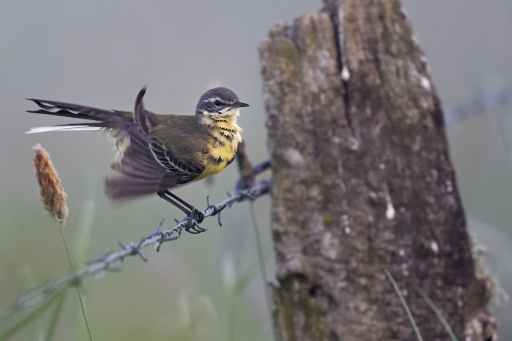 2023-05-23/charlysouho
charlysouho [Faune sauvage]

