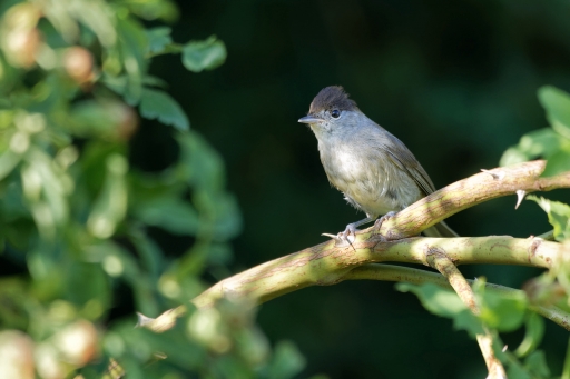 2023-07-11/ charlysouho
charlysouho [Faune sauvage]
