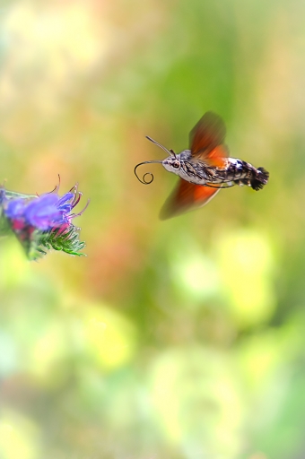 2023-07-12/Opus21
Opus21 "Ca papillonne"
