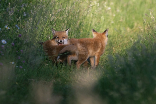 2023-07-18/charlysouho
charlysouho [Faune sauvage]
