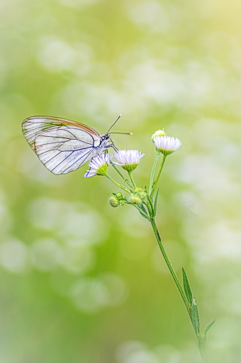 2023-07-26/Opus21
Opus21 "à§a papillonne nÂ°2"
