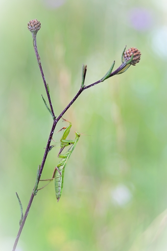 2023-08-02/Opus21
Opus21 [Macro et proxiphotographie nature]
