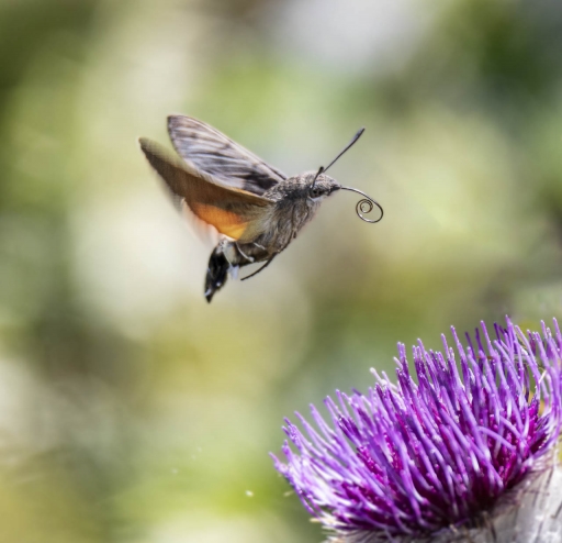 2023-08-23/jagulian
jagulian [Macro et proxiphotographie nature]
