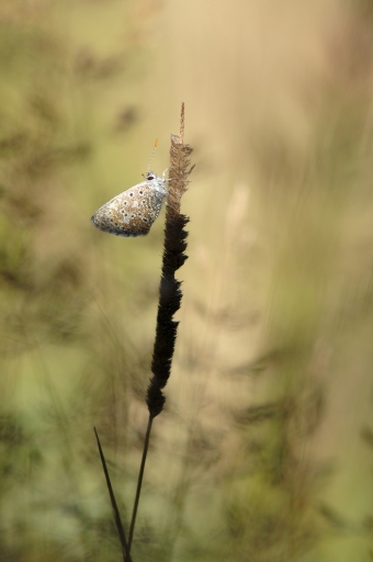 2023-09-26/charlysouho
charlysouho [Macro et proxiphotographie nature]
