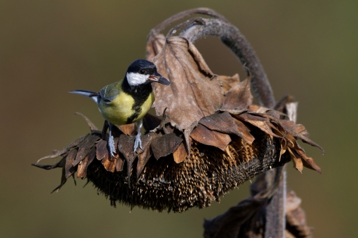 2023-10-11/charlysouho
charlysouho [Faune sauvage]
