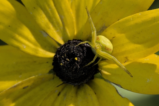 2023-10-17/LeBernard
LeBernard [Macro et proxiphotographie nature]
