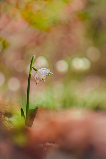 2024-02-27/Opus21
Opus21 [Macro et proxiphotographie nature]
