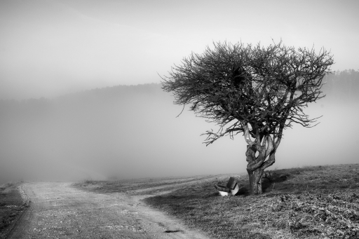 2024-02-28/charlysouho
charlysouho [Environnement urbain et constructions humaines]
