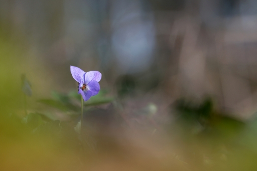 2024-03-27/charlysouho
charlysouho [Flore et botanique]
