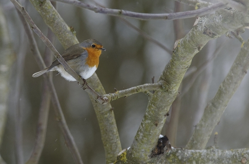 2018-03-21/charlysouho
charlysouho [Faune sauvage] 
