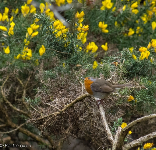 2016-05-31/Katmandude
Katmandude " [7-8 mai 2016] Pentaxone chez les verts : les photos"
