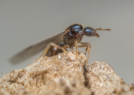 2016-10-18 / phoenix1366
phoenis1366  [ Macro et proxiphotographie nature ]
