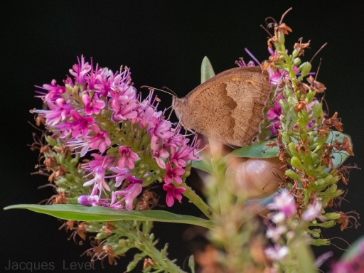 2021-08-26/Pech_les oies
Pech_les oies [Macro et proxiphotographie nature]

