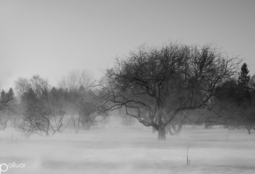 2013-01-21 / polluar
polluar    " Hiver Quebecois "
