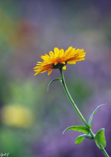 2019-01-16/CarpoDingo
CarpoDingo [Flore et Botanique]
