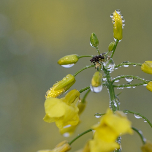 2019-05-01/charlysouho
charlysouho  [Macro et proxiphotographie nature]
