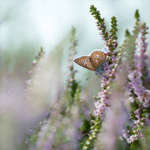 2017-08-09/Kobaia
Kobaia [Macro et proxiphotographie nature]
