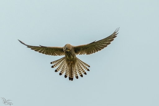 2017-05-03/phoenix1366
phoenix1366 [Faune sauvage]
