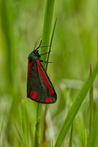 2017-05-23/TOFTOF
TOFTOF [Macro et proxiphotographie nature]

