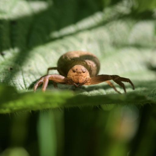 2017-05-26/Kadix le Gaulois
Kadix Le Gaulois  [Macro et proxiphotographie nature]
