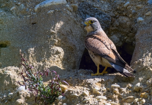 2017-05-26/phoenix1366
phoenix1366 [Faune sauvage]
