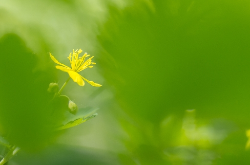 2017-05-30/ Gin.net
Gin.net "Rencontre Macro et Proxy 2017 les photos"
