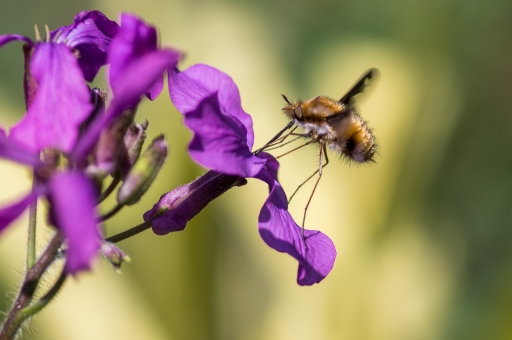 2015-04-15/miczfr
miczfr "Bombyle"
