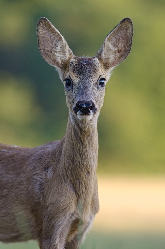 2017-08-16/Kadix Le Gaulois
Kadix Le Gaulois [Faune sauvage]
