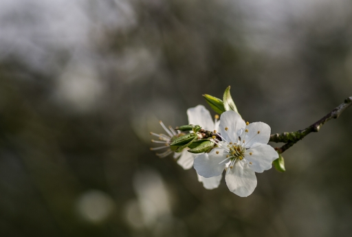 2015-03-24/step55
step55 [Fleurs]
