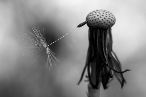 2015-03-11 /miczfr
miczfr [Noir et Blanc,Sepia et desaturation partielle]
