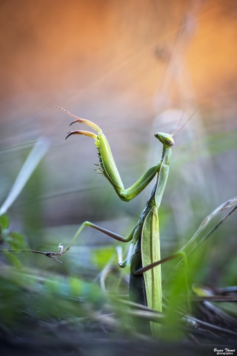 2018-10-19/Daenelyn
Daenelyn   [Macro et proxiphotographie nature]
