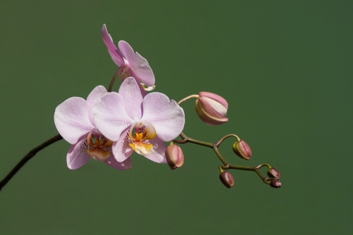 2014-03-18 / jp49
jp49 [fleurs]
