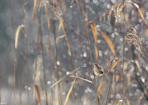 2019-01-30/CarpoDingo
CarpoDingo [Faune sauvage]
