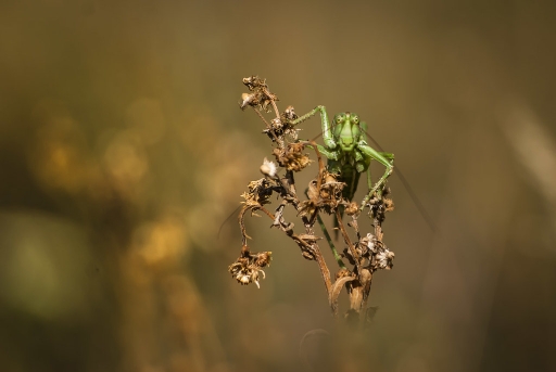 2019-08-20/ Opus21
Opus21 [Macro et proxiphotographie nature]
