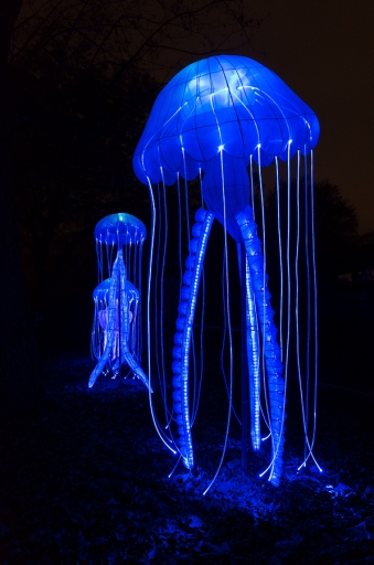 2019-12-10/ Gin.net
Gin.net   "Océans en voie d'illumination (Jardin des Plantes - Paris)"

