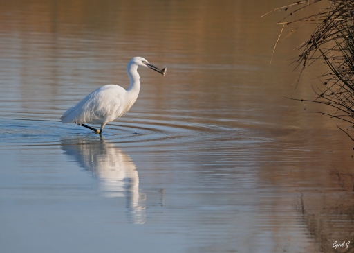 2019-12-18/ CarpoDingo
CarpoDingo  [Faune sauvage]
