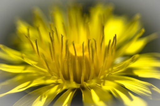 2020-04-07/Opus21
Opus21 [Macro et proxiphotographie nature]
