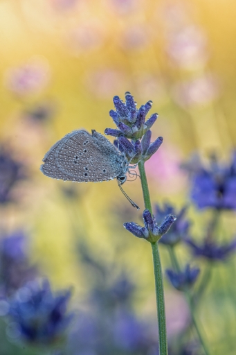 2020-08-18 / TOFTOF
TOFTOF [Macro et proxiphotographie nature]
