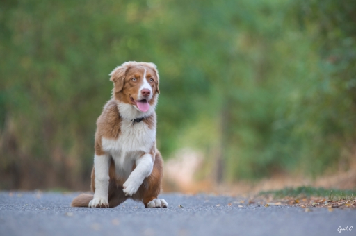 2020-09-15/ CarpoDingo
CarpoDingo [Animaux domestiques ou captifs]

