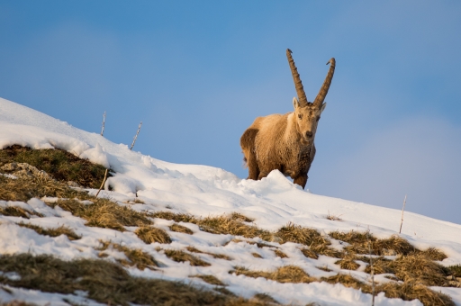 2021-04-21/ASM
ASM [Faune sauvage]
