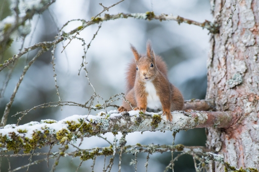 2022-01-11/ASM
ASM [Faune sauvage]
