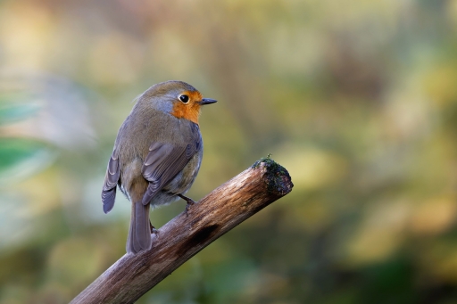 2022-11-30/charlysouho
charlysouho [faune sauvage]
