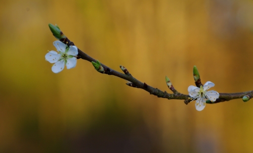 2021-04-02/Papy57
Papy57 [Flore et Botanique]
