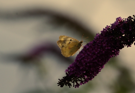2022-08-02/papy57
papy57 [Macro et proxiphotographie nature]
