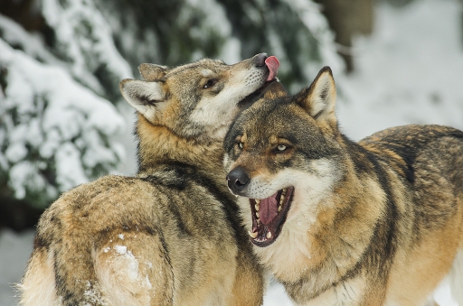 2012-12-28/dedales
Par dedales - themes - Zoo & parcs animalier
