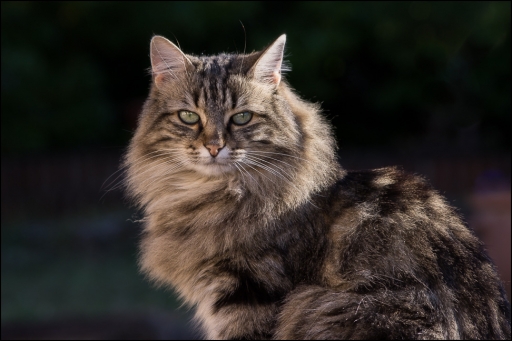 2013-12-04 / jp49
jp49 [Animaux de compagnie]
