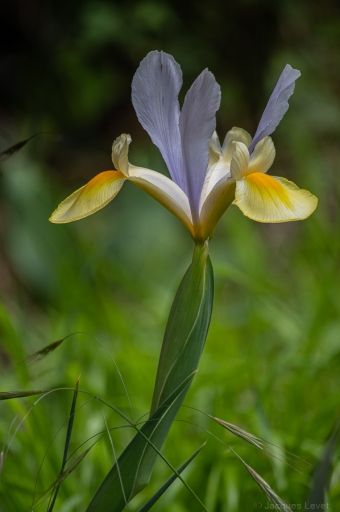 2023-04-19/ Pech_les oies
Pech_les oies  [Flore et Botanique]
